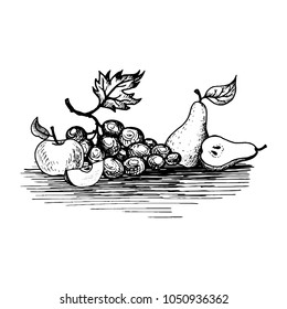 vector ink drawing fruits, grape, pears and apples, hand drawn vintage illustration