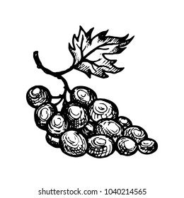 vector ink drawing grape, hand drawn illustration, vintage fruits