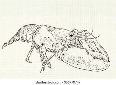 vector ink drawing on notebook sheet lobster