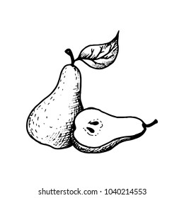 vector ink drawing pear, hand drawn illustration, vintage fruits