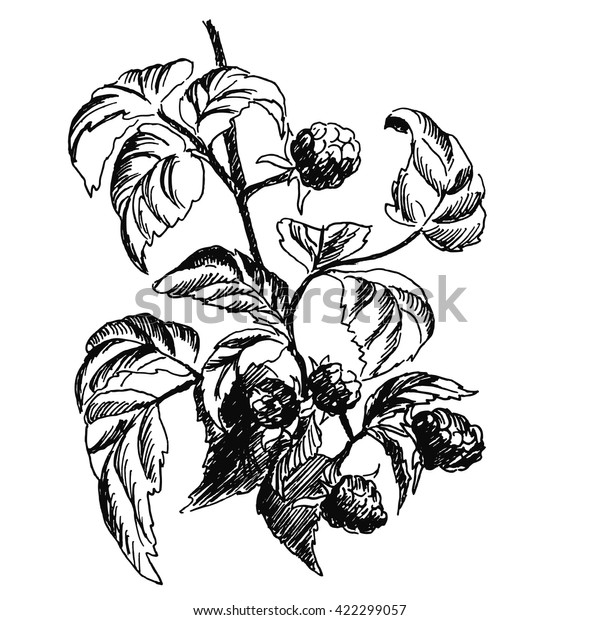 Vector Ink Drawing Raspberry Branch Stock Vector (Royalty Free) 422299057