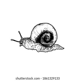 vector ink drawing snail , hand drawn illustration