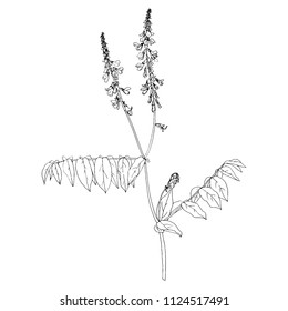 Vector ink drawing wild plant of galega with leaves and flowers, monochrome botanical illustration in vintage style, isolated floral element, hand drawn illustration