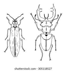 Vector ink drawn beetles  Set two insects  Male stag beetle   oak splendor beetle