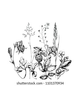 Vector ink drawn black and white herbal  background. Hand drawn engraved botanical illustration for print, card, wrapping and other natural vintage design.