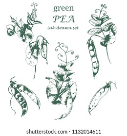 Vector ink drawn botanical big collection with Green peas. Hand drawn plants, beans, pod. Vegetarian protein organic food in sketch style for print, wrapping, menu and other nature design.