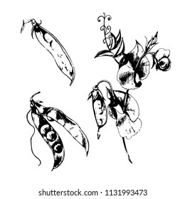 Vector ink drawn botanical set with elements of Green peas. Hand drawn plants, beans, pod. Vegetarian protein organic food in sketch style for print, wrapping, menu and other nature design.