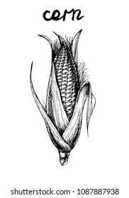 Vector ink drawn corn. Black and white.Hand drawn food illustration in realistic style for menu, card, print, fabric and other eating design.
