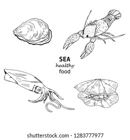 Vector ink drawn healthy sea food set on white. Hand drawn illustration for print, restaurant menu, card and other food design in vintage style.