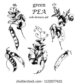 Vector ink drawn herbal  collection with Green peas. Hand drawn plants, beans, pod. Vegetarian protein organic food in sketch style for print, wrapping, menu and other nature design.