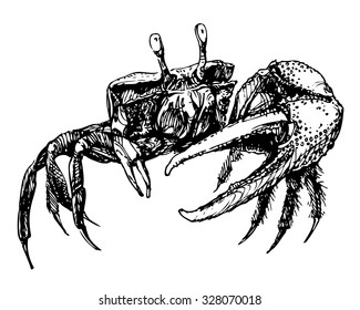 Vector ink drawn male fiddler crab with one big claw standing on his feet and watching with eyes