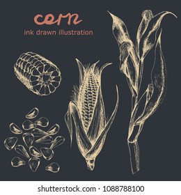 Vector ink drawn set of corn on dark. Hand drawn food illustration in realistic style for menu, card, print, fabric and other eating design.