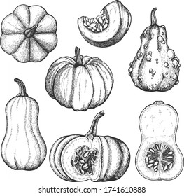 Vector ink  drawn set with pumpkins