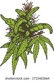 Buda verde vectorial de cannabis