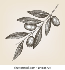 Vector ink hand drawn olive twig illustration. Vintage illustration