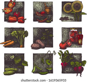 Vector ink hand drawn set of vegetables. illustration of paprika, pepper, sunflower, carrot, potato, tomato, cucumber, pea and radish.