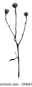 Vector ink hand drawn silhouette of flowering plant curly plumeless thistle. Winter dry ornamental grass
