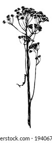 Vector ink hand drawn silhouette of flowering plant tanacetum or tansy. Winter dry ornamental grass