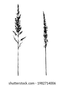 Vector ink hand drawn two silhouettes of flowering plant smallweed. Winter dry ornamental grass