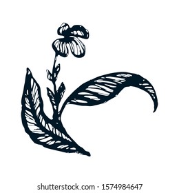 Vector ink illustration with one flower and 2 big leaves. Creative hand drawn flowers for posters, invitations, wedding cards. Silhouette flowers for feminine backgrounds.