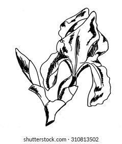 Vector ink line sketch of the iris flower isolated on a white background