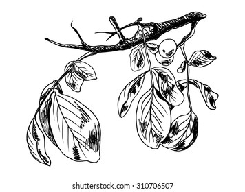 Vector ink line sketch of the walnut branch with leaves and nuts isolated on a white background