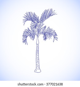 Vector ink palm isolated on white. Exotic hand drawn tree. Garden tree for swimwear print.