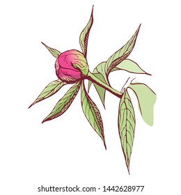 Vector ink peony bud. Engraved pink peony flower in vintage style. Floral branch colored sketch.Highly detailed hand drawn peony. pastel colored illustration of peony bud, stem, leaves.Botanical drawn