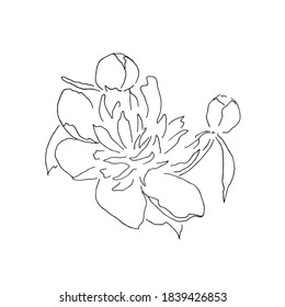 Vector ink peony flower drawing. Isolated
