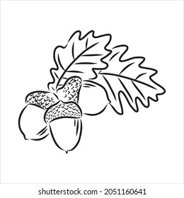 vector ink sketch drawing of autumn acorns and leaves. detailed vintage style illustration