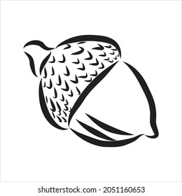 vector ink sketch drawing of autumn acorns and leaves. detailed vintage style illustration