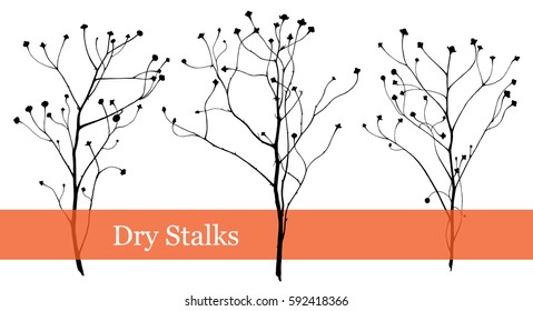 Vector ink sketch of dry herbal stalks 