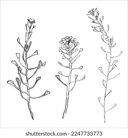 Vector ink sketch of shepherd's purse , Capsella bursa pastoris plant.