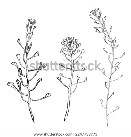 Vector ink sketch of shepherd's purse , Capsella bursa pastoris plant.