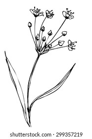 Vector ink sketch of water plant flowering rush