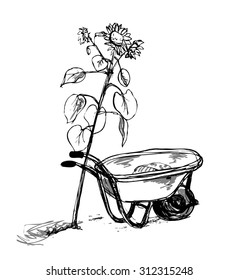 Vector ink sketch of the wheelbarrow and the sunflower