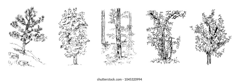 Vector ink sketches of the trees isolated on white background. Apple tree, birch tree and pine isolated. 