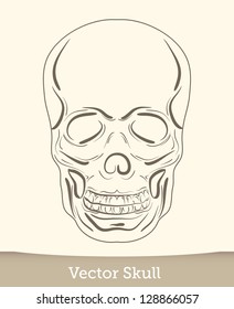 vector ink skull