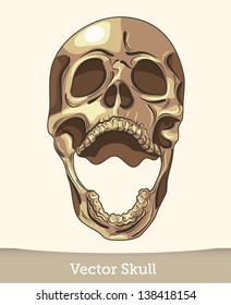 vector ink skull