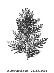 Vector ink stamp illustration of a detailed thuja branch in black and white colors for minimalist logo design, botanical prints and winter holiday branding.