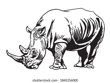 Vector ink-pen illustration of rhino isolated on white background