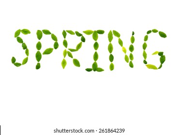 Vector inscription spring on white