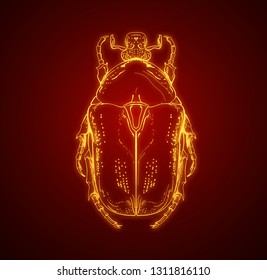 vector insect beetle