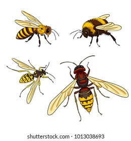 Vector insects: bee, wasp, bumblebee, hornet. EPS8