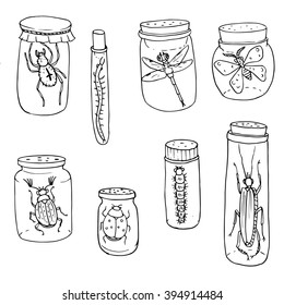 vector insects in jars, hand drawn natural science illustration