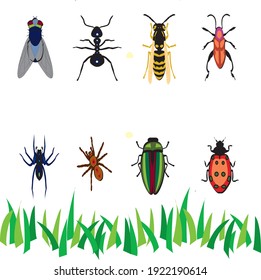 Vector, Insects on white background and grass