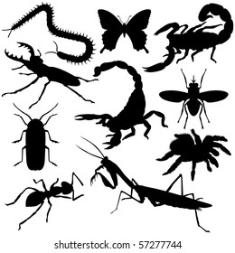 Vector insects silhouettes on white background.