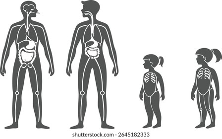 Diagrama de órgãos internos vetoriais para o bebê, criança e corpo masculino e feminino adulto