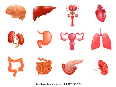 Vector Internal Organs Icon Set