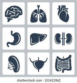 Vector Internal Organs Icons Set